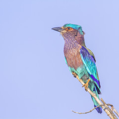 Indian roller in Kalpitiya, Sri Lanka