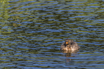 Zwergtaucher (Tachybaptus ruficollis)