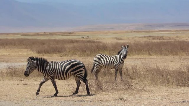 Troupeau de z&egrave;bre en Tanzanie, crat&egrave;re du Ngorongoro