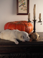 calm rustic house: white puppy, candles and pumpkin