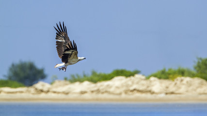 White-bellied sea eagle in Kalpitiya, Sri Lanka