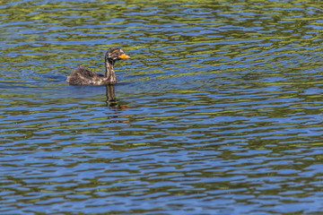 Zwergtaucher (Tachybaptus ruficollis)