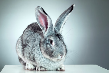 European rabbit or common rabbit, 2 months old, Oryctolagus cuniculus against gray background