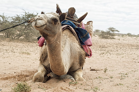 camel in western sahara