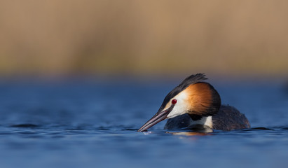 Great Crested Grebe - Podiceps cristatus
