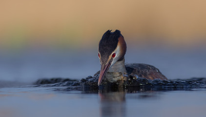 Great Crested Grebe - Podiceps cristatus