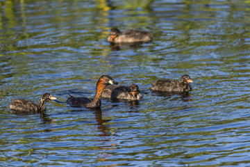 Zwergtaucher (Tachybaptus ruficollis)