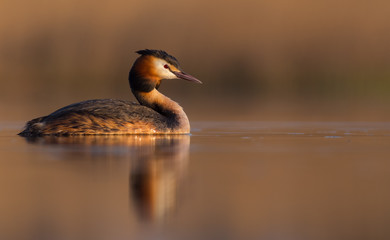 Great Crested Grebe - Podiceps cristatus