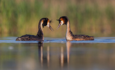 Great Crested Grebe - Podiceps cristatus