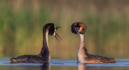 Great Crested Grebe - Podiceps cristatus