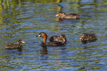 Zwergtaucher (Tachybaptus ruficollis)