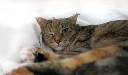 Überreschte liegende Katze mit einem offenen Auge