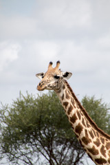 Giraffe vor Baum