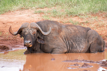 Obraz premium liegender Büffel im Schlamm
