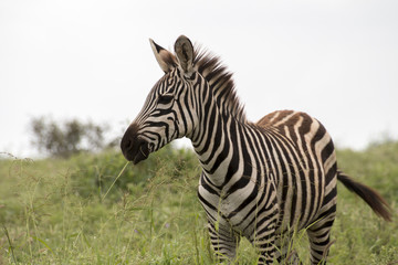 Fototapeta na wymiar Zebra einzeln