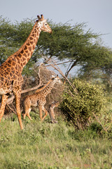 Giraffe Mutter mit Kind