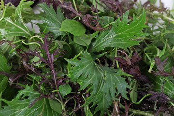 Wildkräutersalat aus der Nähe