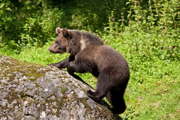 Fototapeta premium brown bear, ursus arctos