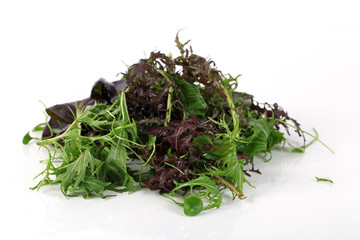 Salat aus Wilden Kräutern