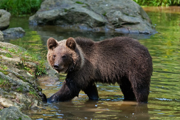 Plakat brown bear, ursus arctos