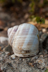 Shell of a snail