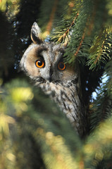 Long-eared owl (Asio otus)