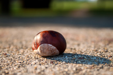 chestnut on the concrete surface