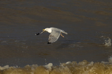 Herring Gull Larus argentatus Immature bird flying over a stormy North Sea