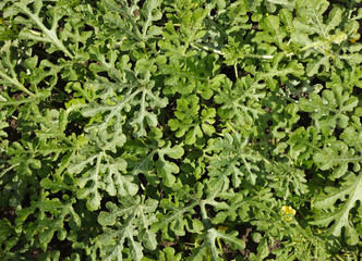Background of watermelon vines