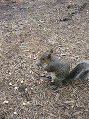Squirrel