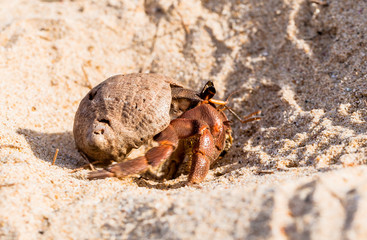 hermit crab on the beach a head popped out of the shell for walk