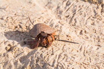 hermit crab on the beach a head popped out of the shell for walk