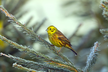 Yellow Hammer Emberiza citinella perched on norway spruce against a blue-sky