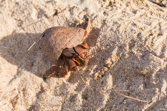 hermit crab on the beach a head popped out of the shell for walk