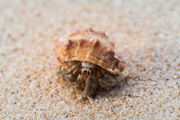 hermit crab on the beach a head popped out of the shell for walk