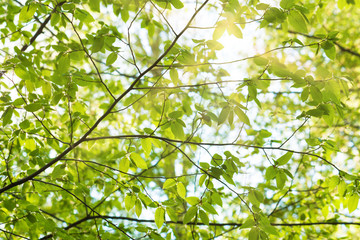 Fototapeta premium Summer Sunny Forest Trees 