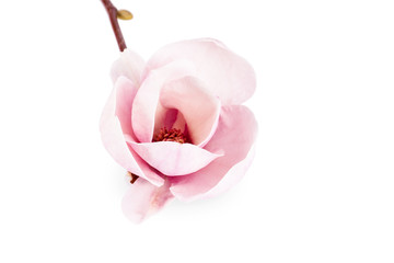 pair pink magnolia 