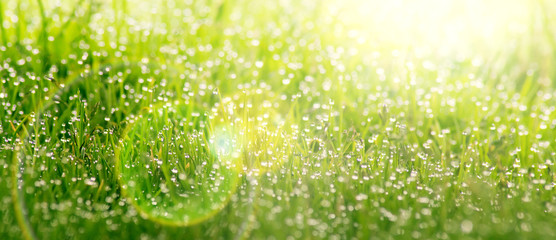 Background of dew drops on bright green grass - obrazy, fototapety, plakaty