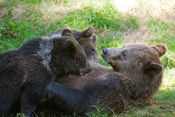 brown bear, ursus arctos