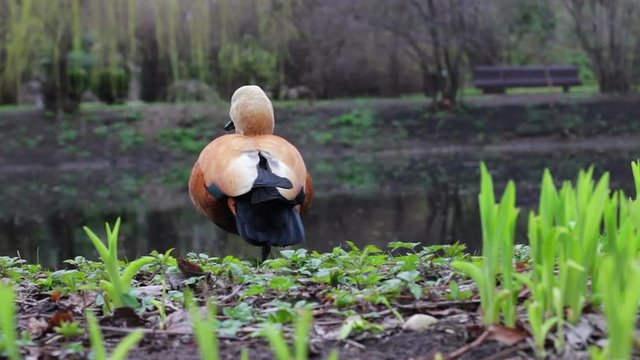 Ogar Red Weft Duck On The Lake Wildlife
