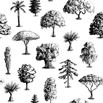 Seamless vector hand drawn tree pattern. Oak, olive, apple-tree, pine, spruce, maple, dragon blood, brahea, cypress, acacia, palm.