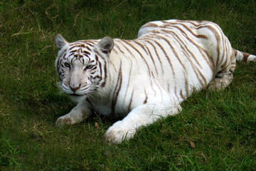 Naklejka na ściany i meble White Tiger