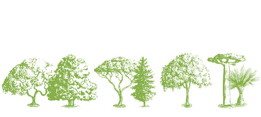 Vector hand drawn tree pattern. Oak, olive, apple-tree, pine, spruce, maple, dragon blood, brahea, cypress, acacia, palm.