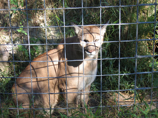 Cougar