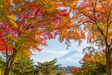 Mountain Fuji with maple tree