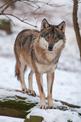Naklejka na ściany i meble grey wolf, canis lupus
