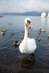Fototapeta premium Swan with duck