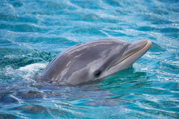 Delfin im Meer