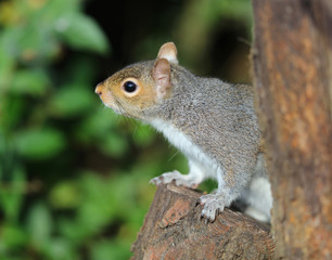 Close up of a Grey Squirrel looking for food