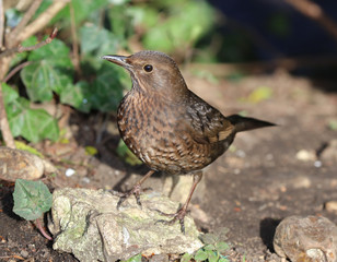 Close up of a female Blackbird looking for food
